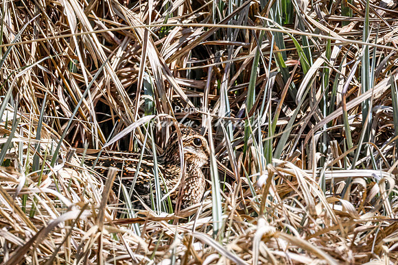 Wilson's Snipe 16 - May 23, 2026 - Mickelson Trail South Dakota