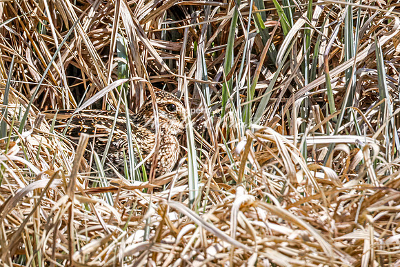 Wilson's Snipe 17 - May 23, 2026 - Mickelson Trail South Dakota