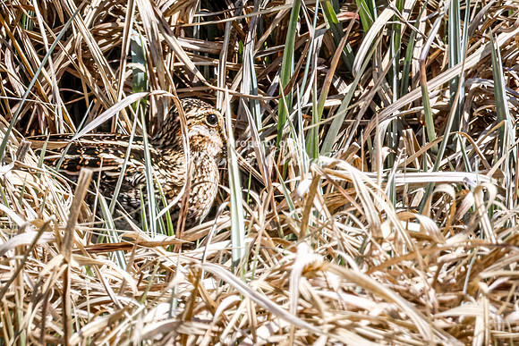 Wilson's Snipe 18 - May 23, 2026 - Mickelson Trail South Dakota
