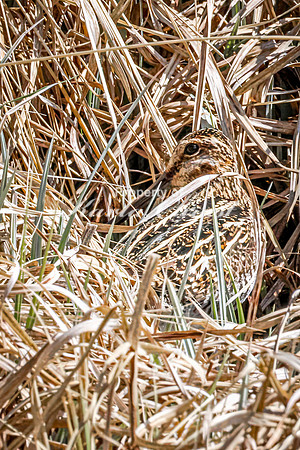 Wilson's Snipe 19 - May 23, 2026 - Mickelson Trail South Dakota