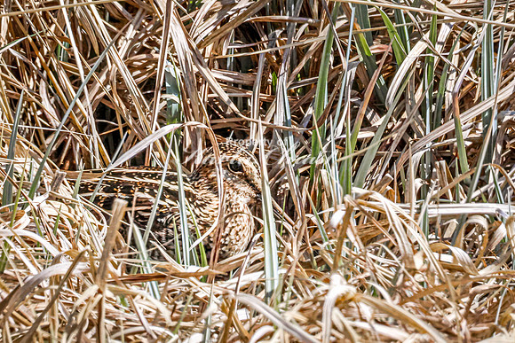 Wilson's Snipe 20 - May 23, 2026 - Mickelson Trail South Dakota