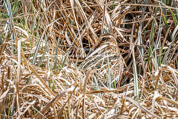 Wilson's Snipe 21 - May 23, 2026 - Mickelson Trail South Dakota