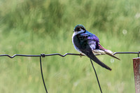 Violet-green Swallow 1 - May 23, 2026 - Mickelson Trail South Dakota