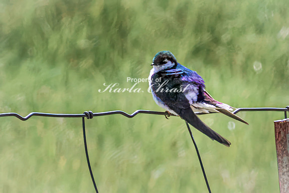Violet-green Swallow 1 - May 23, 2026 - Mickelson Trail South Dakota