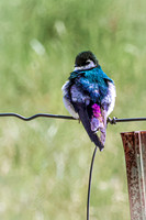 Violet-green Swallow 2 - May 23, 2026 - Mickelson Trail South Dakota