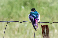 Violet-green Swallow 3 - May 23, 2026 - Mickelson Trail South Dakota
