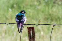 Violet-green Swallow 4 - May 23, 2026 - Mickelson Trail South Dakota
