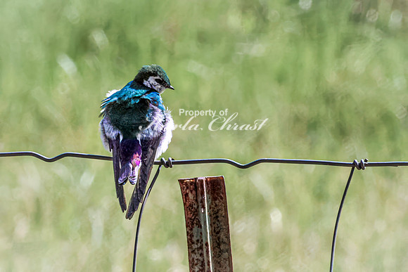 Violet-green Swallow 4 - May 23, 2026 - Mickelson Trail South Dakota