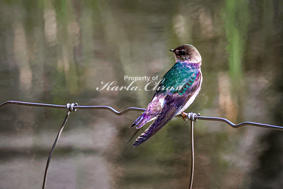 Violet-green Swallow 5 - May 23, 2026 - Mickelson Trail South Dakota