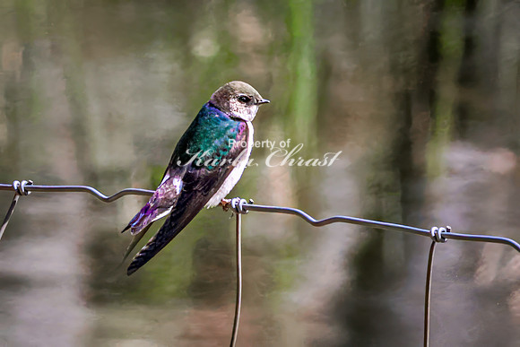 Violet-green Swallow 7 - May 23, 2026 - Mickelson Trail South Dakota