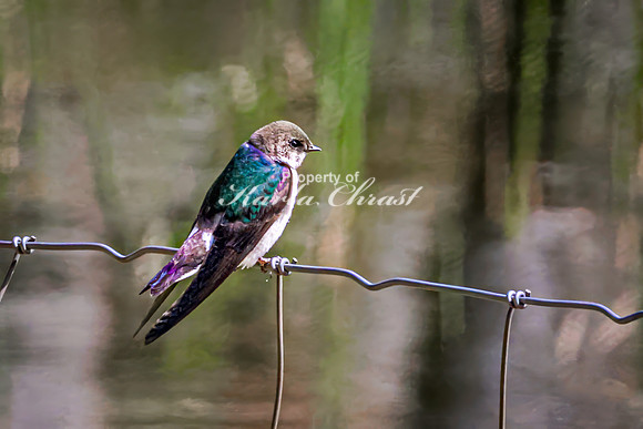 Violet-green Swallow 9 - May 23, 2026 - Mickelson Trail South Dakota
