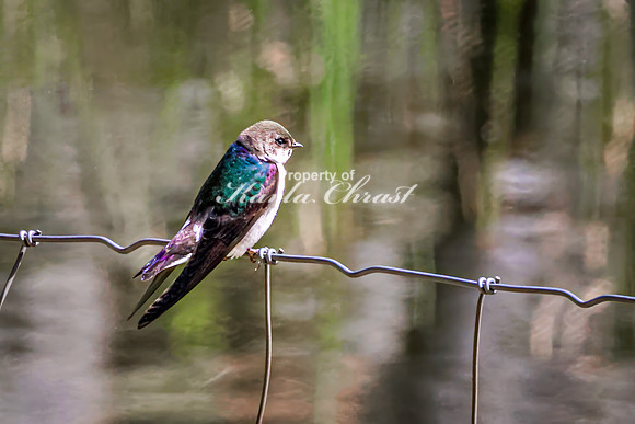 Violet-green Swallow 12 - May 23, 2026 - Mickelson Trail South Dakota