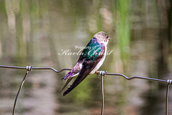 Violet-green Swallow 13 - May 23, 2026 - Mickelson Trail South Dakota