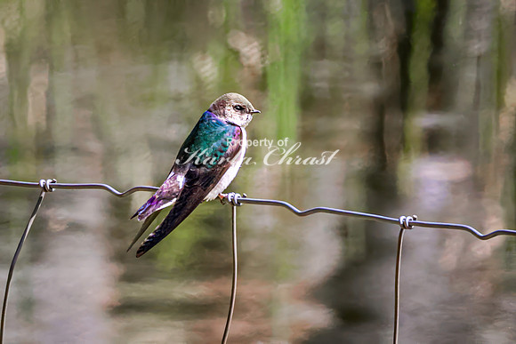 Violet-green Swallow 14 - May 23, 2026 - Mickelson Trail South Dakota