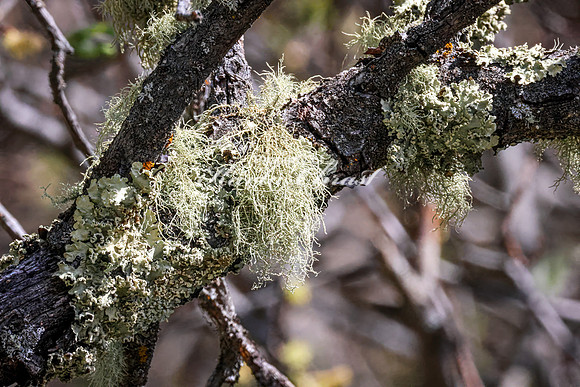 Lichen 8 - May 23, 2026 - Mickelson Trail South Dakota