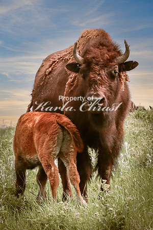 American Bison 41 - June 12, 2023 Custer State Park South Dakota