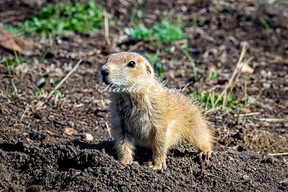 Black-tailed Prairie Dog 171 - May 23, 2026 - Custer State Park South Dakota