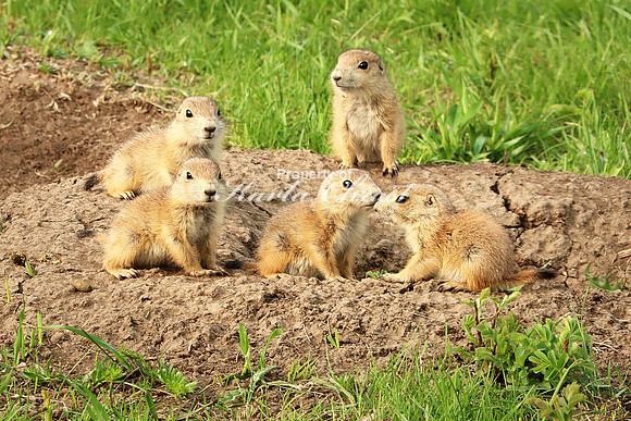 Black-tailed Prairie Dog 69 - May 23, 2023 Wind Cave National Park South Dakota