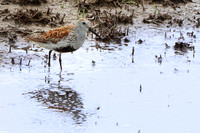 Dunlin - May 17, 2023 Huron Wetland Management District