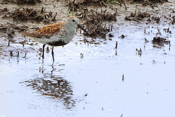 Dunlin - May 17, 2023 Huron Wetland Management District