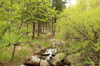 Custer State Park 6 - May 24, 2023