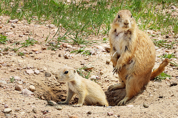Black-tailed Prairie Dog 60 - May 23, 2023 Wind Cave National Park South Dakota