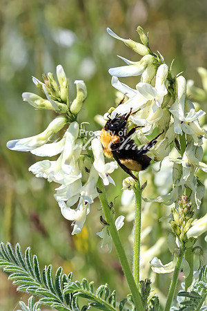 Bumble Bee 20 - June 05, 2024 -Fetterman Massacre Monument Wyoming
