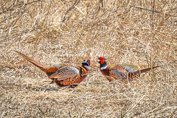 Ring-necked Pheasant, Male 10 - April 11, 2025 - Sioux Poinsett Game Production Area