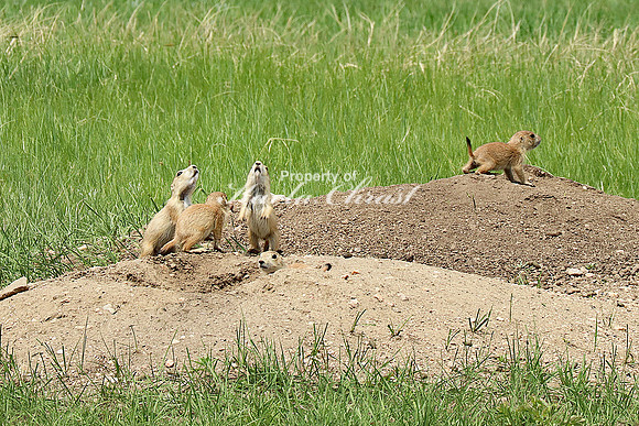 Black-tailed Prairie Dog 67 - May 23, 2023 Wind Cave National Park South Dakota