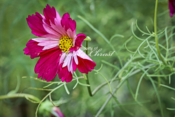 Cosmos 6 - August 01, 2024