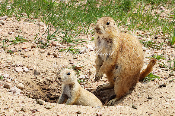 Black-tailed Prairie Dog 59 - May 23, 2023 Wind Cave National Park South Dakota