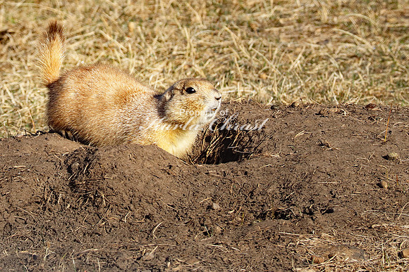 Black-tailed Prairie Dog 58 - April 16, 2023 Wind Cave National Park South Dakota