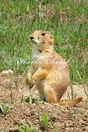 Black-tailed Prairie Dog 64 - May 23, 2023 Wind Cave National Park South Dakota