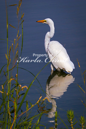 Great Egret 7 - September 1, 2023 Oakwood Lakes State Park South Dakota