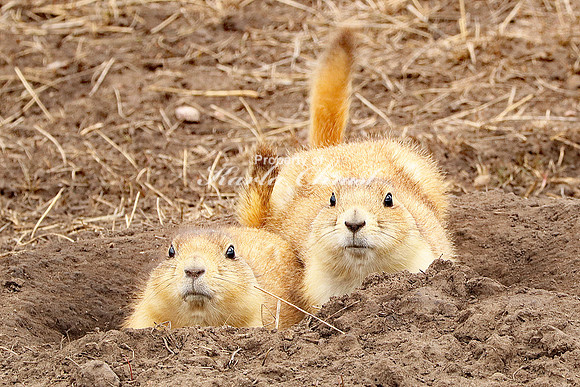 Black-tailed Prairie Dog 54 -  April 15, 2023 Wind Cave National Park South Dakota