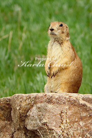 Black-tailed Prairie Dog 70 - May 24, 2023 Wind Cave National Park South Dakota