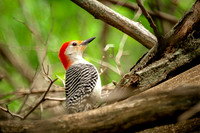 Red-bellied Woodpecker 13 - May 08, 2024 DeSoto National Wildlife Refuge