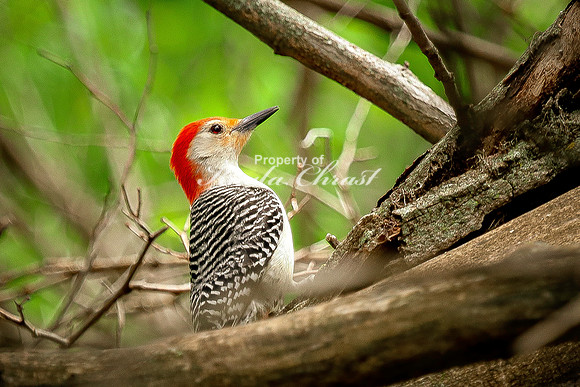 Red-bellied Woodpecker 13 - May 08, 2024 DeSoto National Wildlife Refuge
