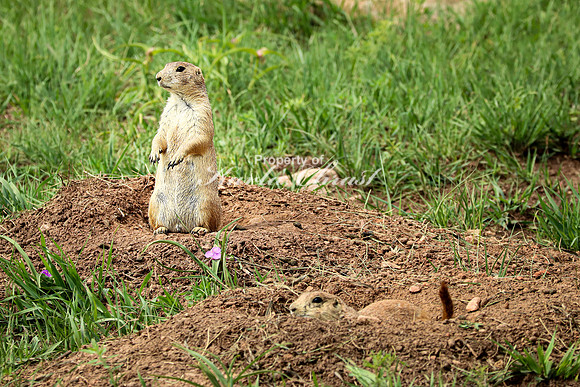 Black-tailed Prairie Dog 98 - June 12, 2023 Custer State Park South Dakota