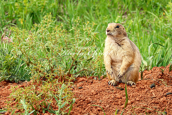 Black-tailed Prairie Dog 94 - June 12, 2023 Custer State Park South Dakota