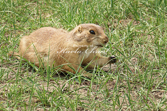 Black-tailed Prairie Dog 66 - May 23, 2023 Wind Cave National Park South Dakota