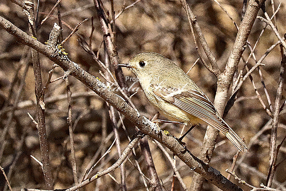 Ruby-crowned Kinglet, Female 5 (Digital Art) - April 2, 2023 Cowboy Trail