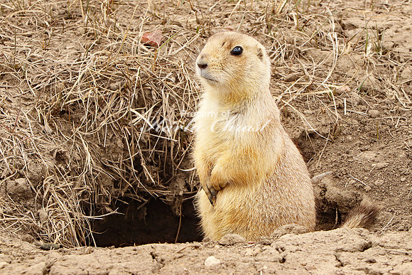 Black-tailed Prairie Dog 51 - April 15, 2023 Wind Cave National Park South Dakota