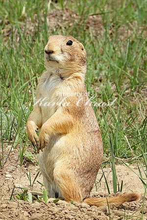 Black-tailed Prairie Dog 65 - May 23, 2023 Wind Cave National Park South Dakota