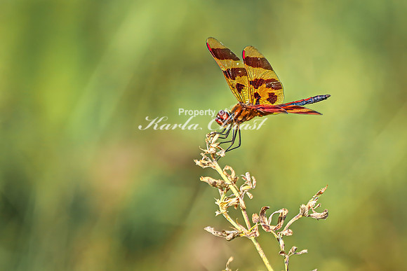 Halloween Pennant 1 - July 30, 2024 North Country National Scenic Trail