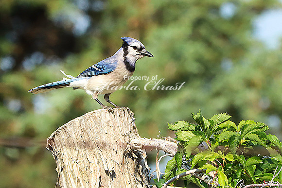 Blue Jay 4 - June 14, 2023 Oakwood Lakes State Park South Dakota