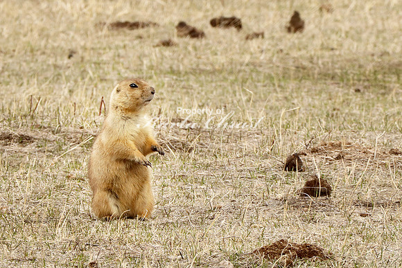 Black-tailed Prairie Dog 46 - April 15, 2023 Wind Cave National Park South Dakota