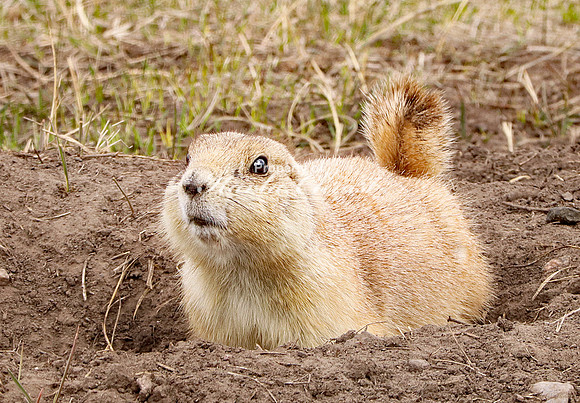 Black-tailed Prairie Dog 45 - April 15, 2023 Wind Cave National Park South Dakota