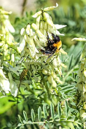 Bumble Bee 17 - June 05, 2024 -Fetterman Massacre Monument Wyoming