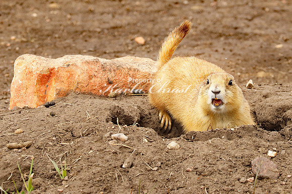 Black-tailed Prairie Dog 53 - April 15, 2023 Wind Cave National Park South Dakota